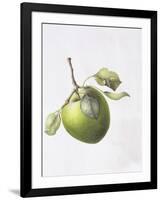 Bramley Apple, 1995-Margaret Ann Eden-Framed Giclee Print