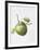 Bramley Apple, 1995-Margaret Ann Eden-Framed Giclee Print