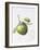 Bramley Apple, 1995-Margaret Ann Eden-Framed Giclee Print