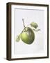 Bramley Apple, 1995-Margaret Ann Eden-Framed Giclee Print