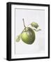 Bramley Apple, 1995-Margaret Ann Eden-Framed Giclee Print