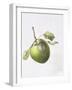 Bramley Apple, 1995-Margaret Ann Eden-Framed Giclee Print