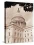 Branch Before U.S. Capitol-David Papazian-Stretched Canvas