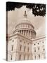 Branch Before U.S. Capitol-David Papazian-Stretched Canvas