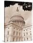 Branch Before U.S. Capitol-David Papazian-Stretched Canvas