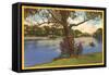 Branch Brook Park, Newark, New Jersey-null-Framed Stretched Canvas