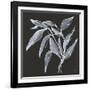 Branch II-Chris Paschke-Framed Art Print