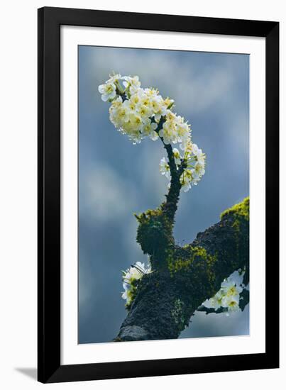 Branch In Bloom-Nhiem Hoang The-Framed Giclee Print