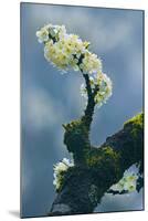 Branch In Bloom-Nhiem Hoang The-Mounted Giclee Print