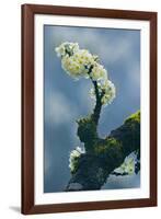 Branch In Bloom-Nhiem Hoang The-Framed Giclee Print