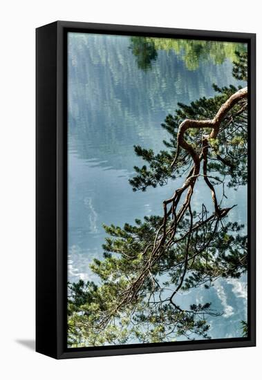 Branch in Lake Eibsee-By-Framed Stretched Canvas