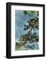 Branch in Lake Eibsee-By-Framed Photographic Print