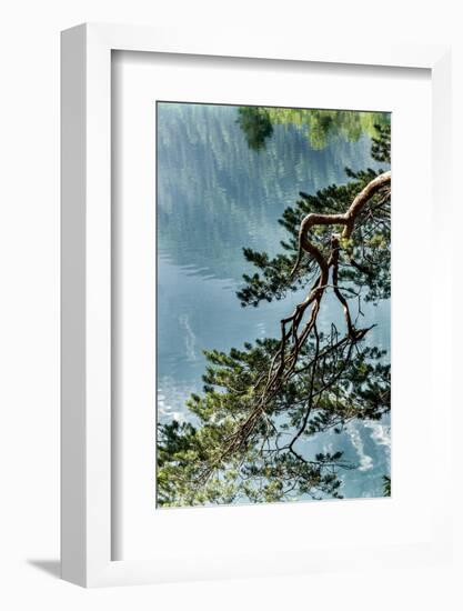 Branch in Lake Eibsee-By-Framed Photographic Print