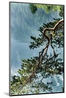 Branch in Lake Eibsee-By-Mounted Photographic Print