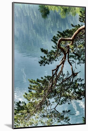 Branch in Lake Eibsee-By-Mounted Photographic Print