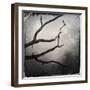 Branch in Water-Craig Roberts-Framed Photographic Print