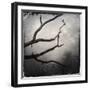 Branch in Water-Craig Roberts-Framed Photographic Print