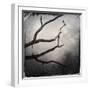 Branch in Water-Craig Roberts-Framed Photographic Print