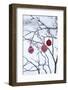 Branch in Winter with Christmas Bulbs, Cord Sample-Andrea Haase-Framed Photographic Print