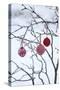 Branch in Winter with Christmas Bulbs, Cord Sample-Andrea Haase-Stretched Canvas