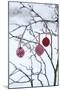 Branch in Winter with Christmas Bulbs, Cord Sample-Andrea Haase-Mounted Photographic Print