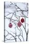 Branch in Winter with Christmas Bulbs, Cord Sample-Andrea Haase-Stretched Canvas