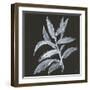 Branch IV-Chris Paschke-Framed Art Print