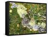 Branch, Lichens, Close-Up-Thonig-Framed Stretched Canvas