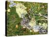 Branch, Lichens, Close-Up-Thonig-Stretched Canvas