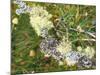 Branch, Lichens, Close-Up-Thonig-Mounted Photographic Print