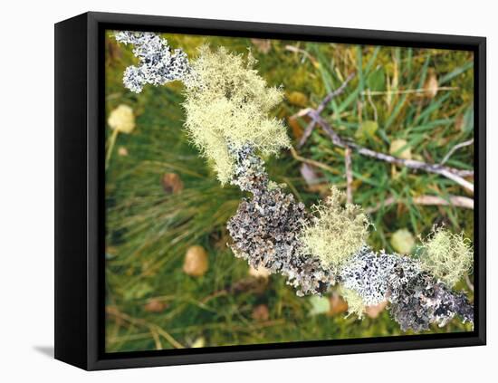 Branch, Lichens, Close-Up-Thonig-Framed Stretched Canvas