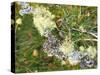Branch, Lichens, Close-Up-Thonig-Stretched Canvas