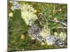 Branch, Lichens, Close-Up-Thonig-Mounted Photographic Print