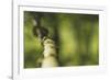 Branch, medium close-up, Bokeh-Benjamin Engler-Framed Photographic Print