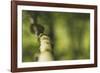 Branch, medium close-up, Bokeh-Benjamin Engler-Framed Photographic Print