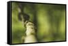 Branch, medium close-up, Bokeh-Benjamin Engler-Framed Stretched Canvas