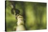 Branch, medium close-up, Bokeh-Benjamin Engler-Stretched Canvas