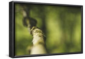 Branch, medium close-up, Bokeh-Benjamin Engler-Framed Photographic Print