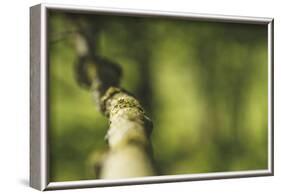 Branch, medium close-up, Bokeh-Benjamin Engler-Framed Photographic Print