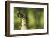 Branch, medium close-up, Bokeh-Benjamin Engler-Framed Photographic Print