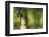 Branch, medium close-up, Bokeh-Benjamin Engler-Framed Photographic Print