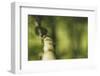 Branch, medium close-up, Bokeh-Benjamin Engler-Framed Photographic Print