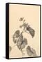 Branch of Begonia in Bloom, (ink on paper)-European School-Framed Stretched Canvas