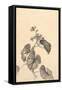 Branch of Begonia in Bloom, (ink on paper)-European School-Framed Stretched Canvas