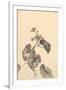 Branch of Begonia in Bloom, (ink on paper)-European School-Framed Giclee Print