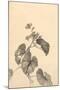 Branch of Begonia in Bloom, (ink on paper)-European School-Mounted Giclee Print