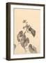 Branch of Begonia in Bloom, (ink on paper)-European School-Framed Giclee Print