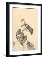 Branch of Begonia in Bloom, (ink on paper)-European School-Framed Giclee Print