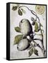 Branch of Buffalo Pear Tree, Showing Fruit and Leaves, 1849-Thomas Baines-Framed Stretched Canvas