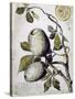 Branch of Buffalo Pear Tree, Showing Fruit and Leaves, 1849-Thomas Baines-Stretched Canvas